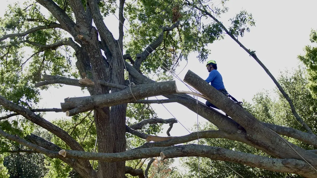 Professional Crown Thinning performed by certified arborists in Fort Valley