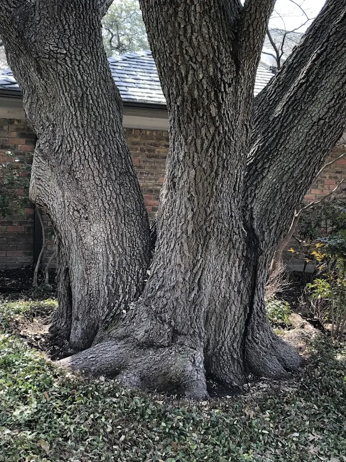 Mature heritage tree close to a Fort Valley property cared for by certified arborists